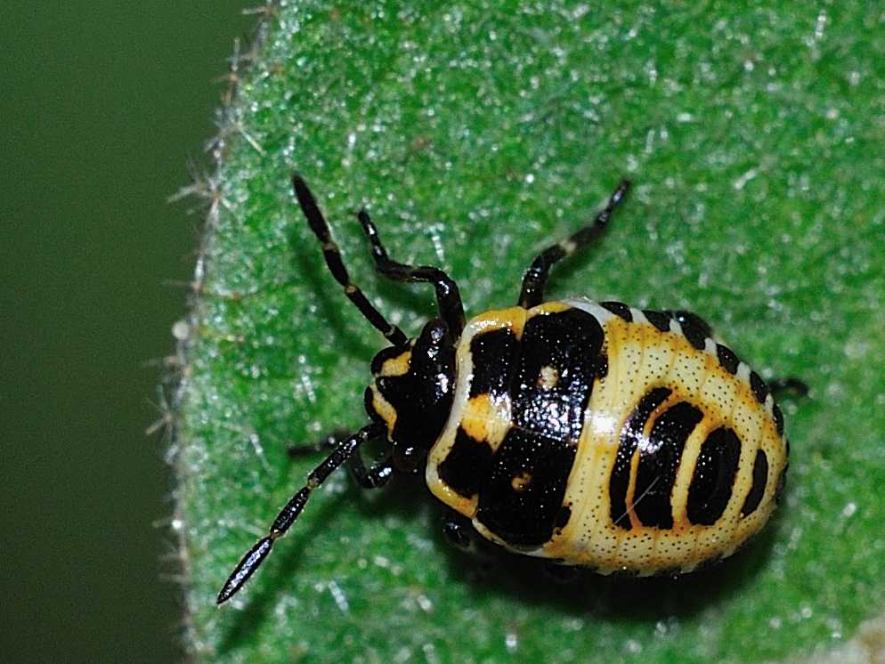 ID neanide di Eurydema sp.